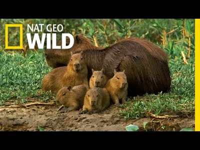 The Capybara: The World’s Biggest Rodent
