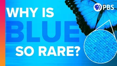 Why is the color blue so rare in nature?