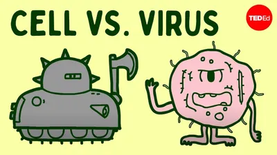 08 - How do cells fight viruses?